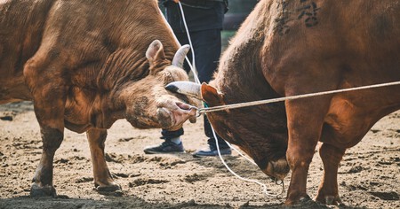 LCA Bullfighting Inv 14 Bulls lucha contra la bocina cerca del ojo